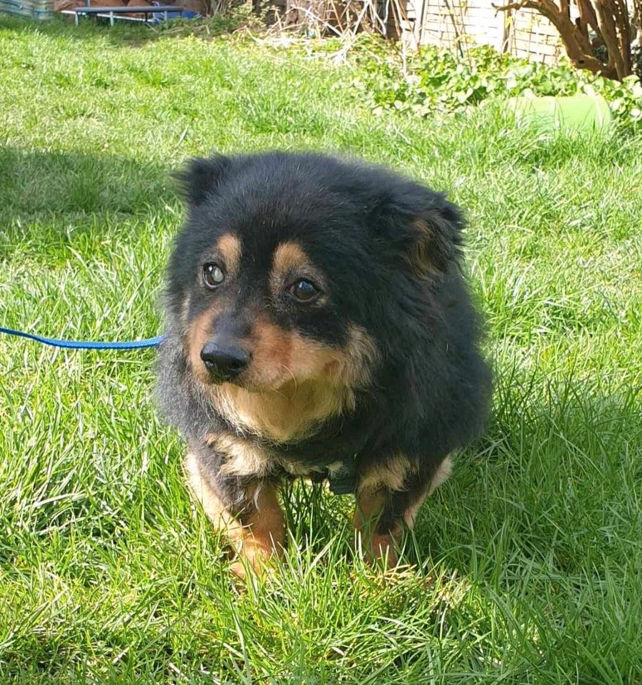 Mika, ca. 10 Jahre, 30 cm, fast blind kleine Hundepersönlichkeit in Dachau