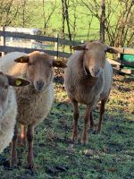 Coburger Fuchsschaf Bock Bayern - Eggstätt Vorschau