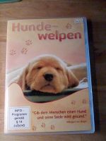 DVD von Hundewelpen Hessen - Glashütten Vorschau