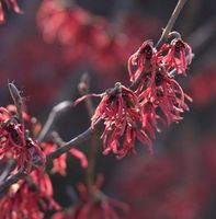 Zaubernuß Amethyst 30-40cm - Hamamelis intermedia Niedersachsen - Bad Zwischenahn Vorschau