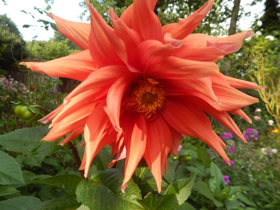 orangeblühende Dahlie INSEKTENWEIDE in Appel