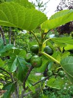 Winterharte Feige Ficus carica Feigenbaum Nordrhein-Westfalen - Recklinghausen Vorschau