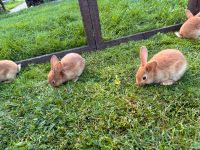 Junge Kaninchen Thüringen - Ebeleben Vorschau