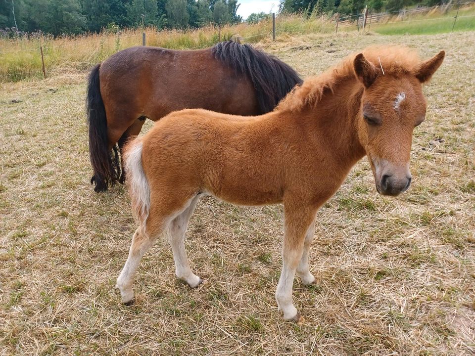 Shetlandpony Hengstfohlen Shetty Fuchs 05/23 in Meerane