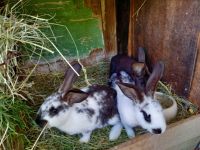 Junge Kaninchen abzugeben Sachsen - Ohorn Vorschau