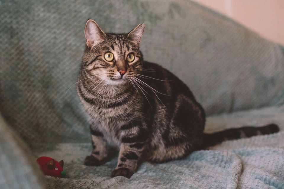 Tierschutz Kater Stepan getigert anhänglich und treu in Köln