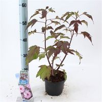 ✅NEU✅ XXL Hibiscus Riesenhibiskus Staudenhibiskus 5 Hessen - Bad Soden am Taunus Vorschau