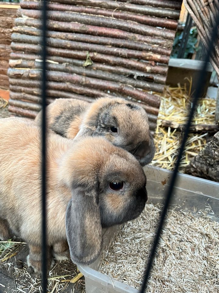 Zwergwidder Kaninchen in Waldbronn