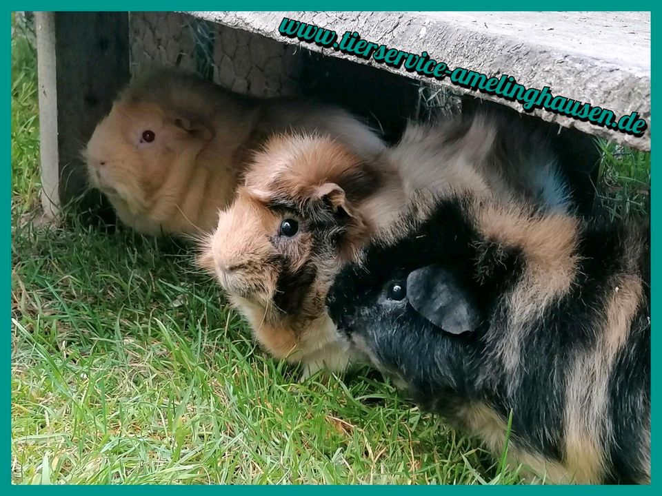 Kleintierpension, Betreuung von Kaninchen & Meerschweinchen in Wriedel