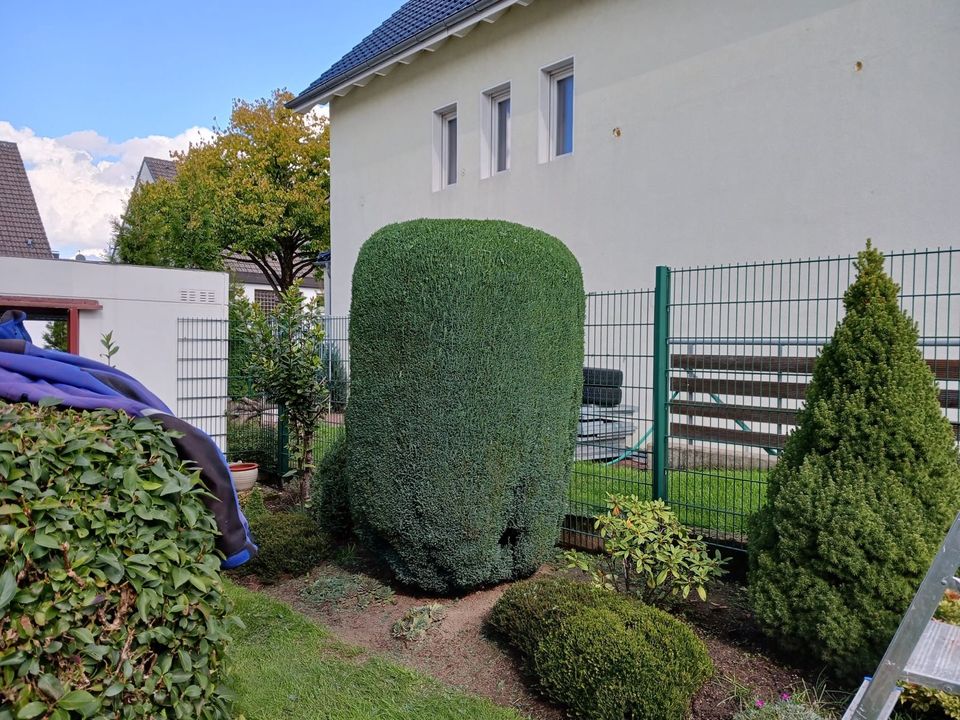 Biete Gartenarbeiten an in Duisburg