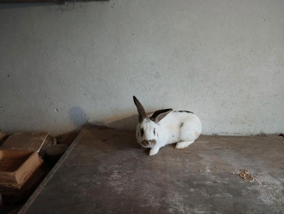 Rammler Stallhasen Kaninchen zu verkaufen in Theilenhofen