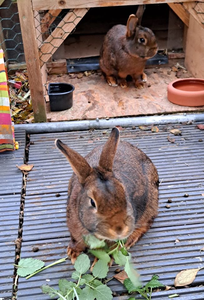 TSV sucht Zuhause für Kaninchen Pärchen, geimpft in Nidda