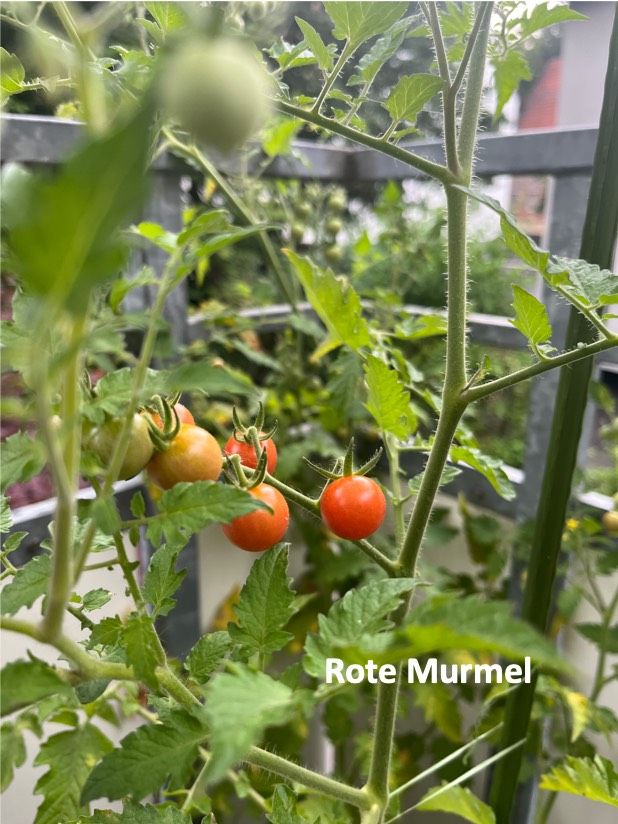 Tomatensamen Freilandtomaten in Stuttgart