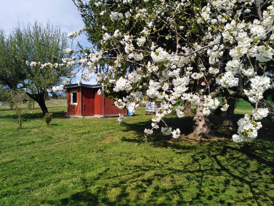 Freizeit Grundstück, Landwirtschaftsfläche, Garten. in Ispringen