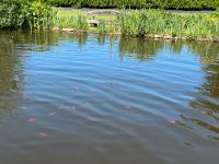 Teichfische/Goldfische Niedersachsen - Ohne Vorschau