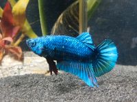 Kampffisch Männchen (Betta Splendens) Baden-Württemberg - Engen Vorschau