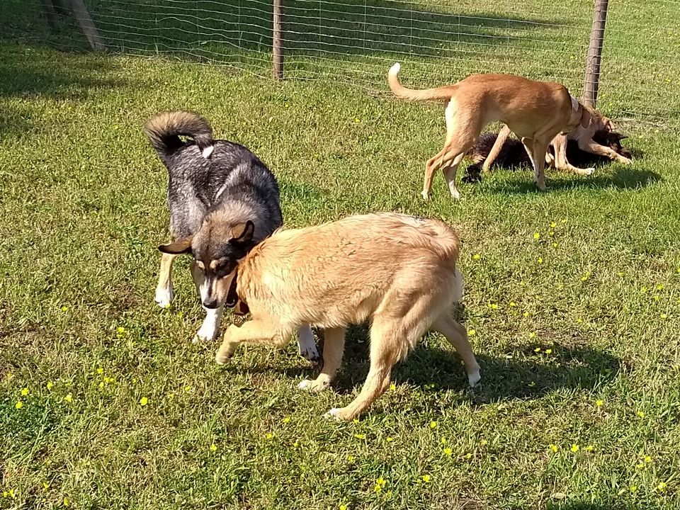 Hundespielstunde - Hundeschule Tornesch in Tornesch