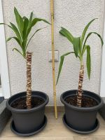 Yucca Palmen Niedersachsen - Wedemark Vorschau