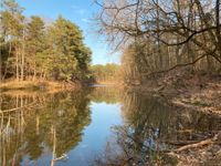 Bungalow im Wald am See Naehe Coswig/Anhalt Sachsen-Anhalt - Lutherstadt Wittenberg Vorschau