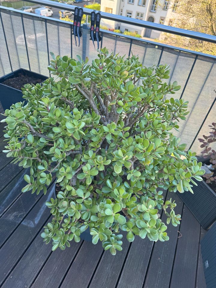 Crassula ovata, Geldbaum in Dresden