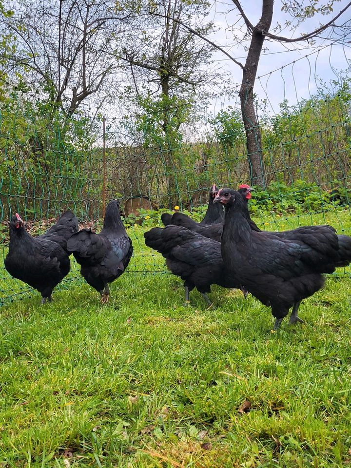 Australorps schwarz Bruteier in Waldershof