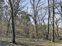 AUKTION: 0,3 ha Wald-/Wiesenflächen Sachsen - Bad Dueben Vorschau