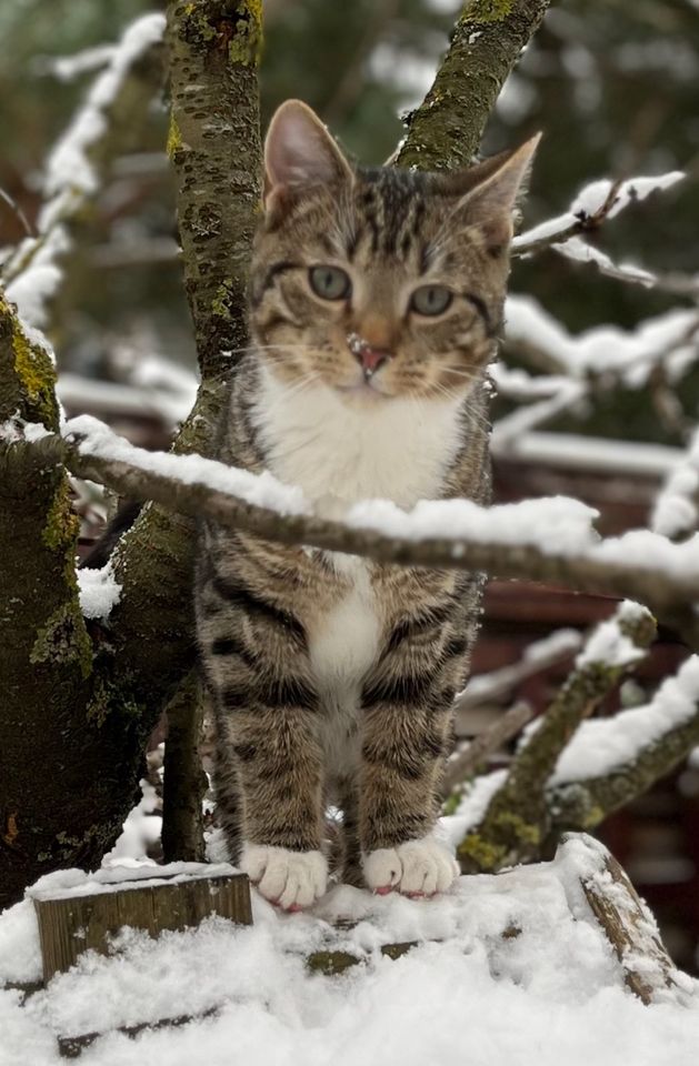 Kater Larry immer noch vermisst in 13467 Hermsdorf FINDERLOHN! in Berlin