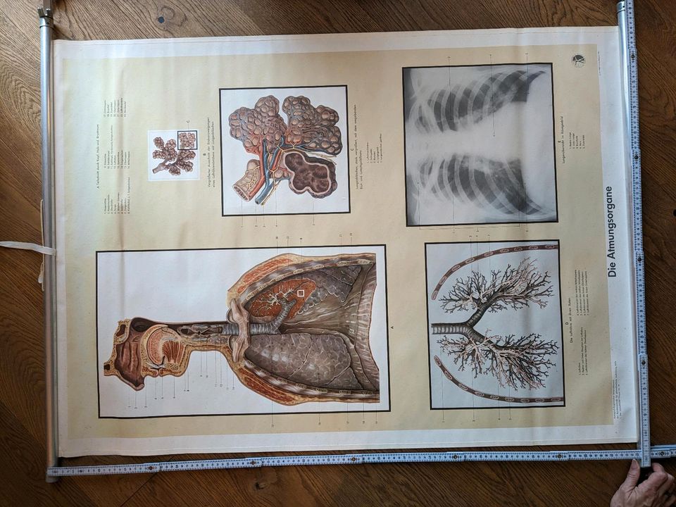 Schulkarte Wandkarte Rollkarte Atmungsorgane Lunge HNO in Vettweiß