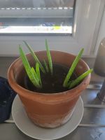 3 kl und 4 gr Aloe-Setzlinge, mit Toepfen Bayern - Erlangen Vorschau