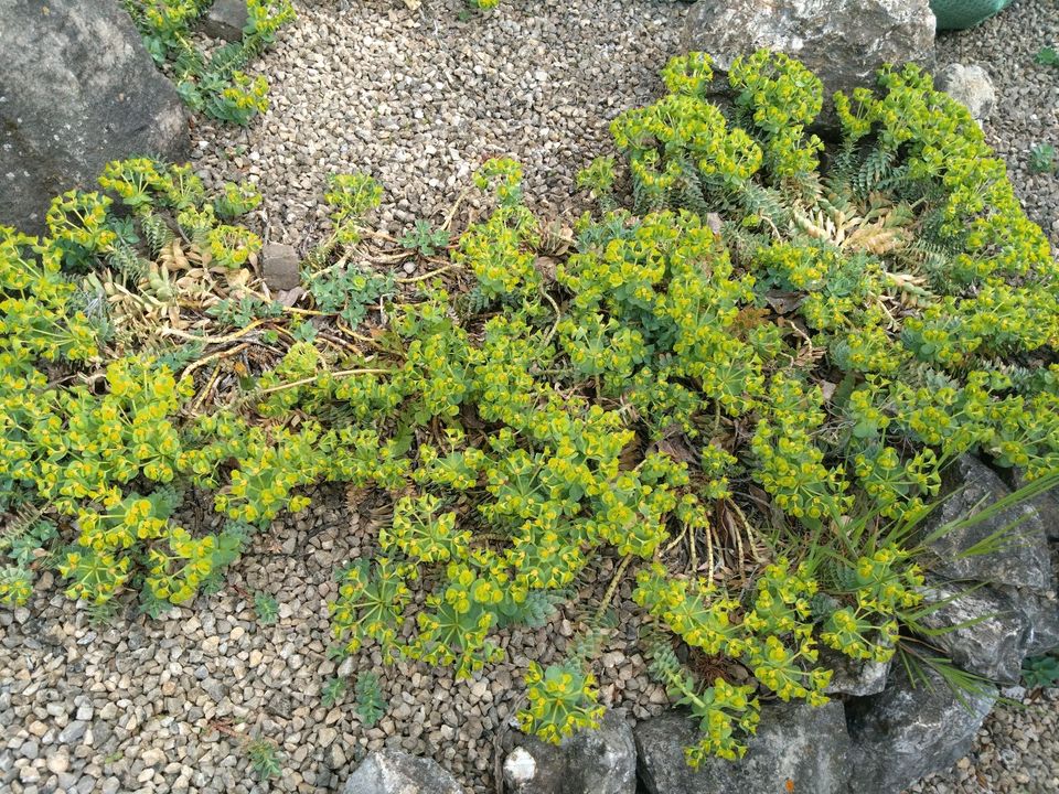 Wolfsmilch, Walzen-Wolfsmilch Gartenpflanze Steinbeet in Drei Gleichen