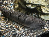 Polypterus delhezi ХL Niedersachsen - Ronnenberg Vorschau