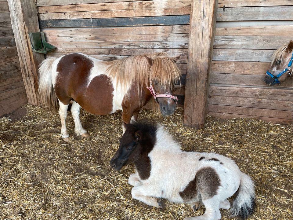 Pony Relaxing in Mechernich