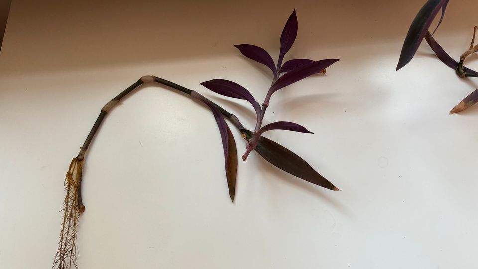 Mexikanische Dreimasterblume Ableger Lila Violett Pflanze in Dresden