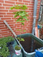 Ahorn Baum Setzlinge Neumünster - Wasbek Vorschau