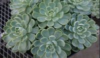 Weiße Mexikanische rose echeveria Blattableger Niedersachsen - Bad Gandersheim Vorschau