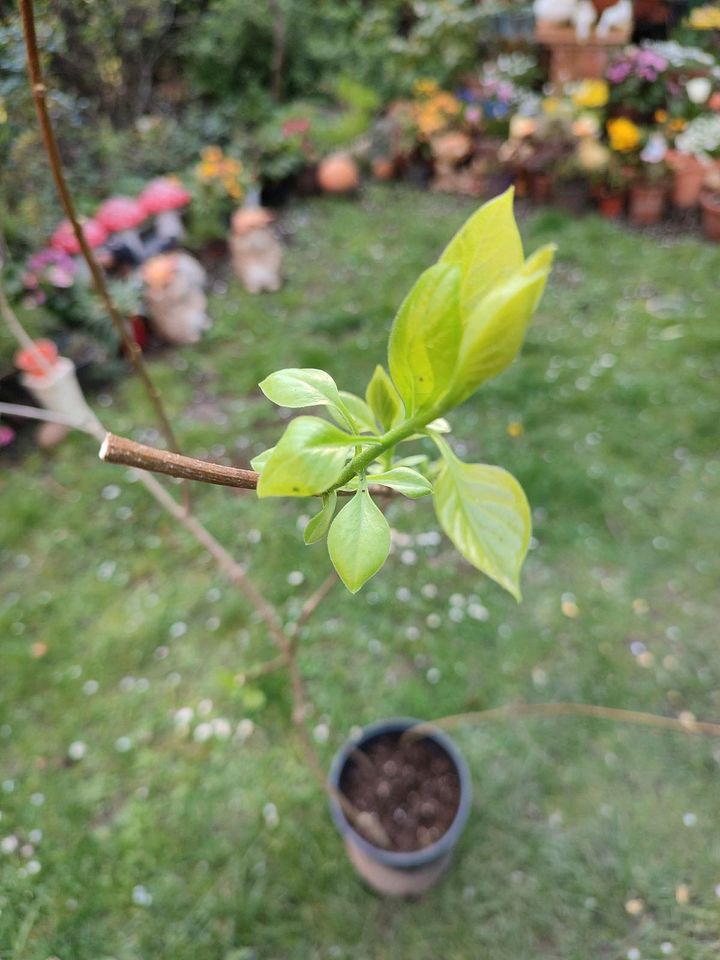 Garten Pflanze Flieder Lila in Mönchengladbach