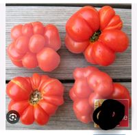 Tomatenpflanzen, Reisetomate Nordrhein-Westfalen - Delbrück Vorschau