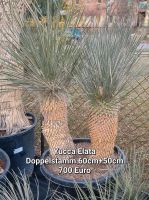 Yucca Elata Doppelstamm 60+50cm Stamm Brandenburg - Bernau Vorschau
