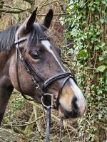 Wunderschöne Ponystute (aktueller TÜV) Nordrhein-Westfalen - Steinfurt Vorschau