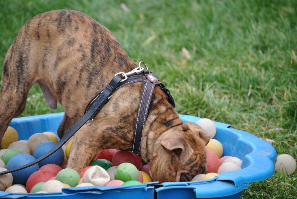 Welpenkurs - Früherziehung & Sozialisierung inkl.Hundepension in Großbeeren