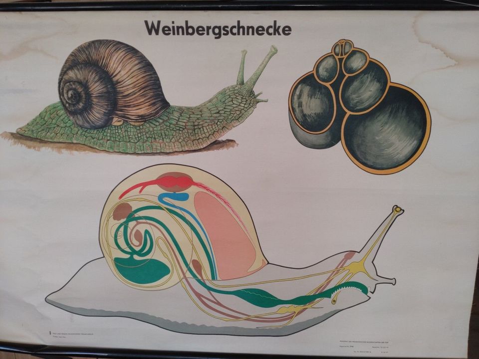 Schulrollkarte Weinbergschnecke in Güstrow