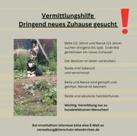 Vermittlungshilfe für 2 Huskies Nordrhein-Westfalen - Kreuztal Vorschau