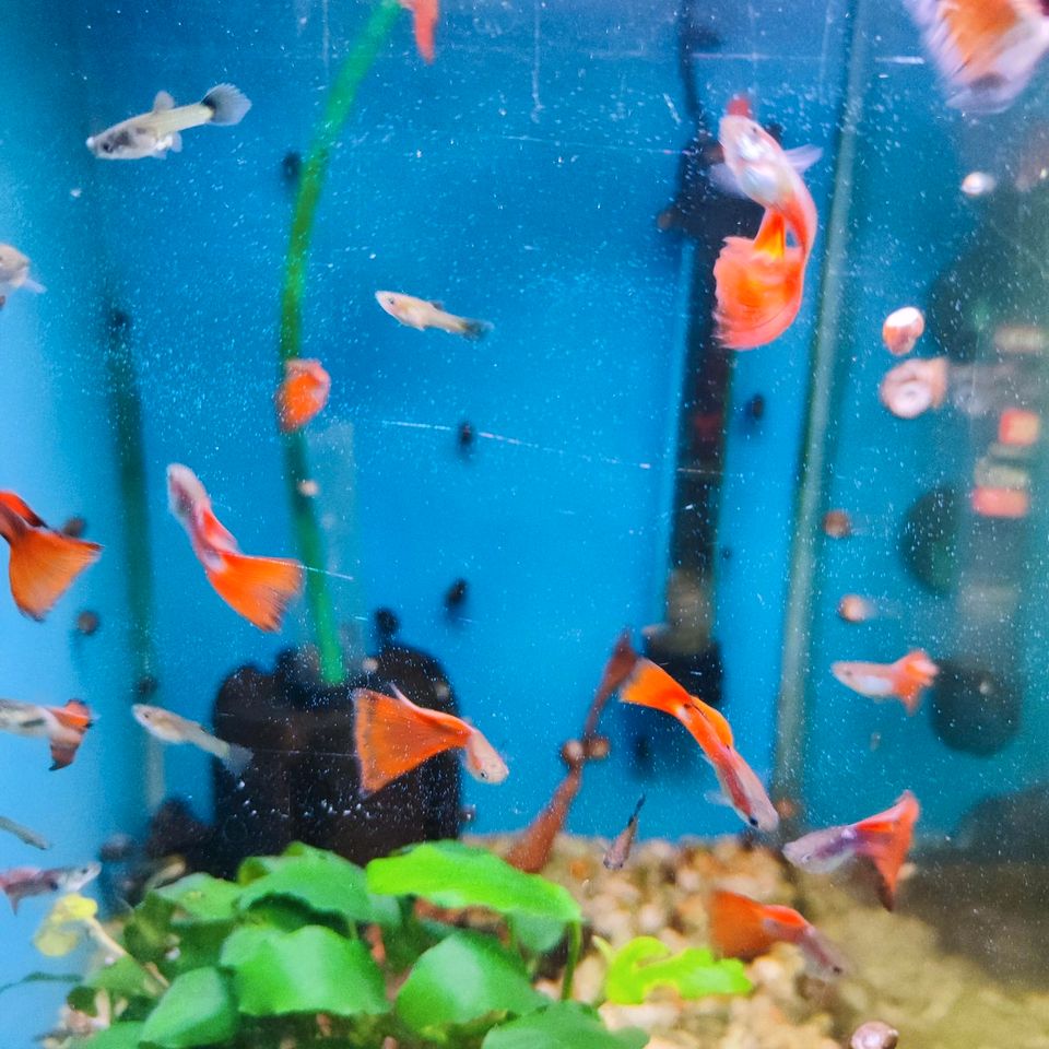 15 Tiere Guppy Mix in Red und Blue in Klingenberg am Main