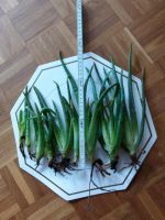 Aloe Vera - Ableger Leipzig - Engelsdorf Vorschau