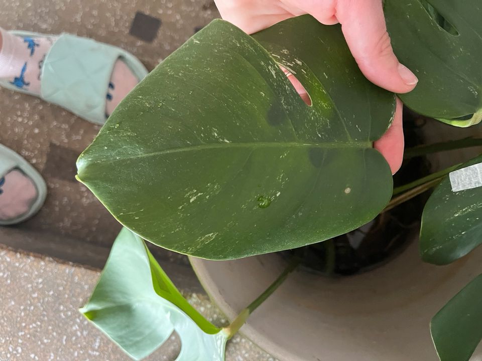 Monstera variegata steckling ableger pflanze in Saarbrücken