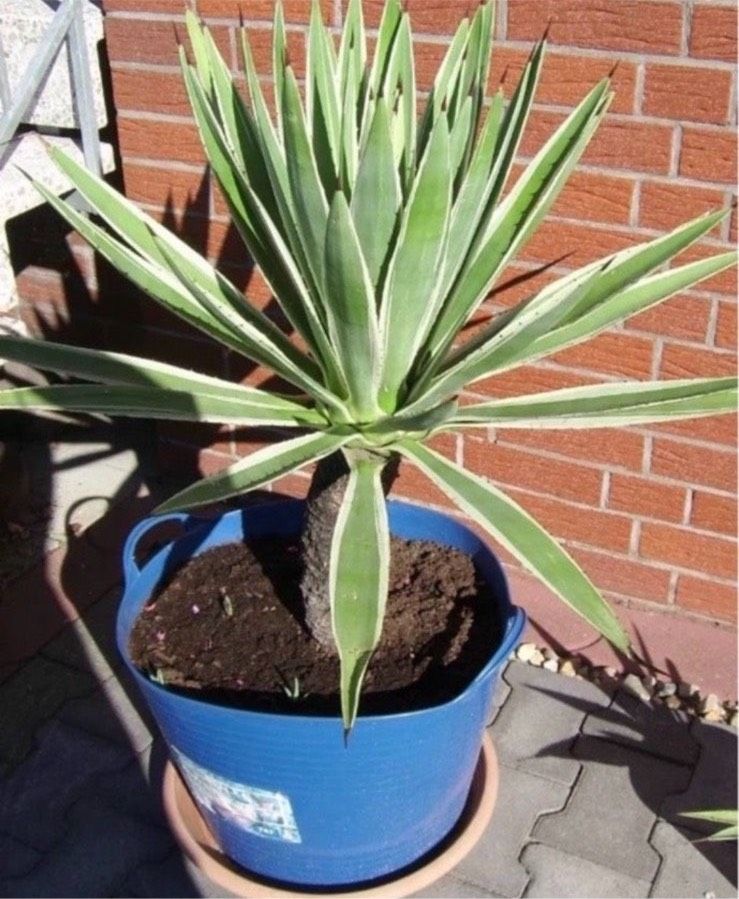 Agave Vivipara Marginata Ableger zu verkaufen in Eichendorf