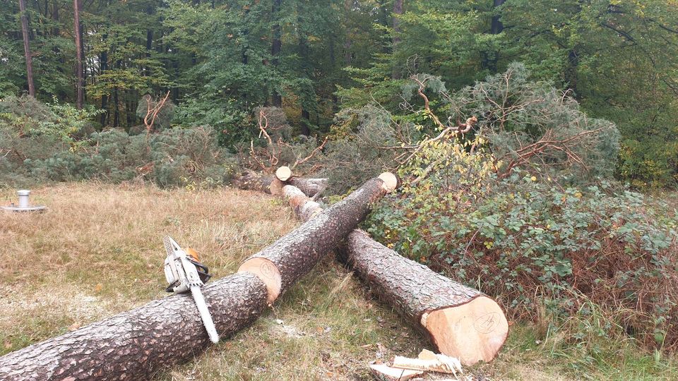 Baumfällung Problembaumfällung Windwurf Landschaftspflege in Altenbeken