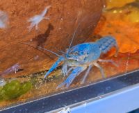 Blauer Florida Krebs Floridakrebs Garnele Aquarium Nordrhein-Westfalen - Hattingen Vorschau