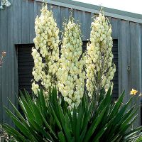 Yucca Pflanzen Ableger winterhart blüht jährlich Niedersachsen - Stuhr Vorschau