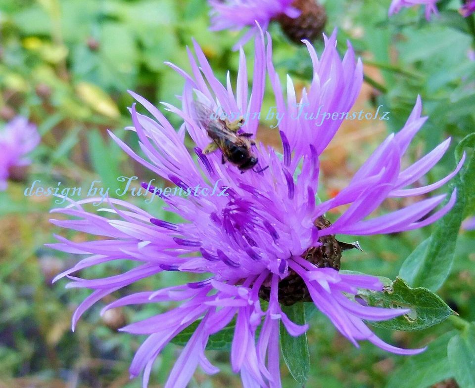 ♥ Wiesen Flockenblume Kornblume Samen Staude Honig Bienen Garten in Hamburg